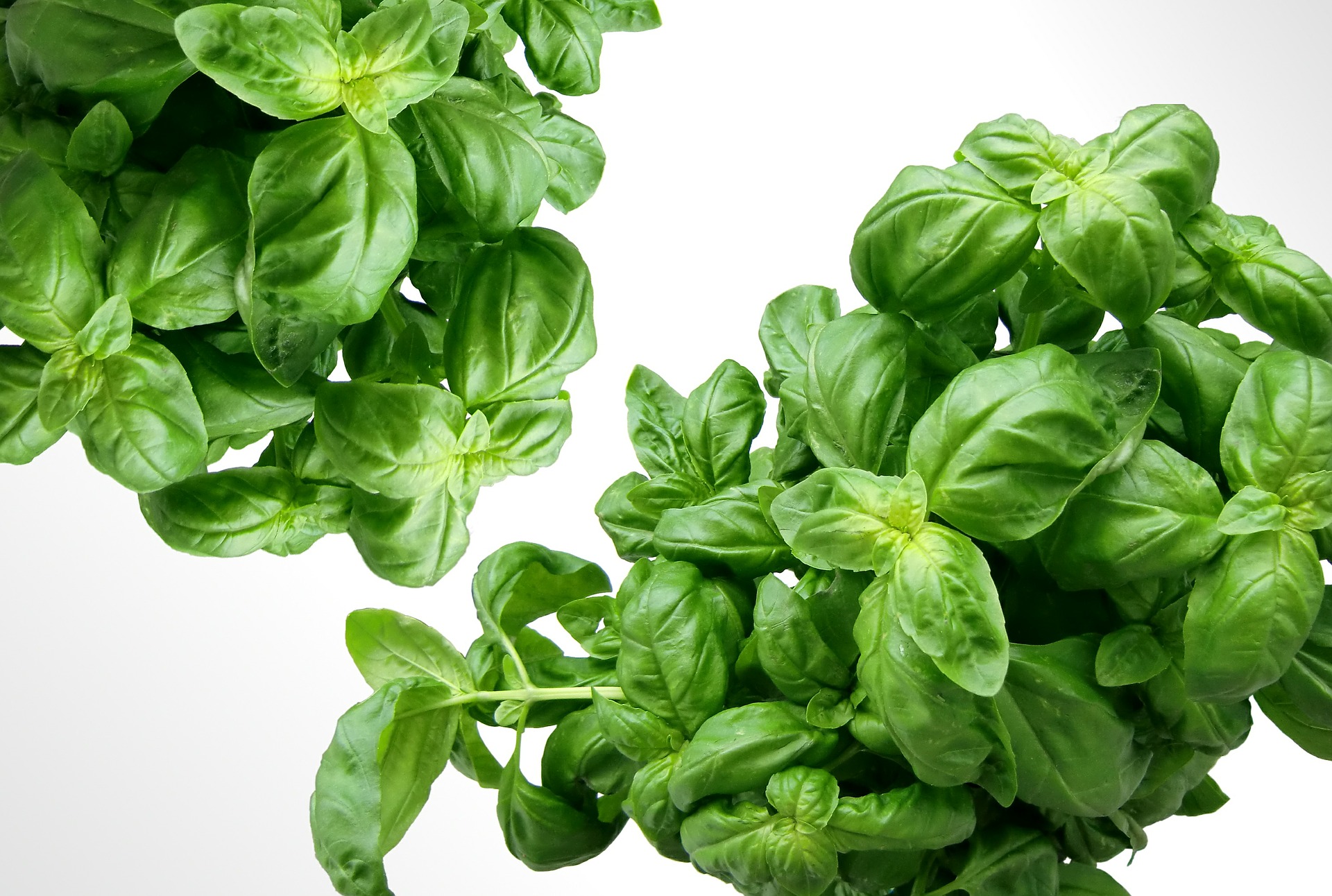 basil-g88388330a_1920.jpg